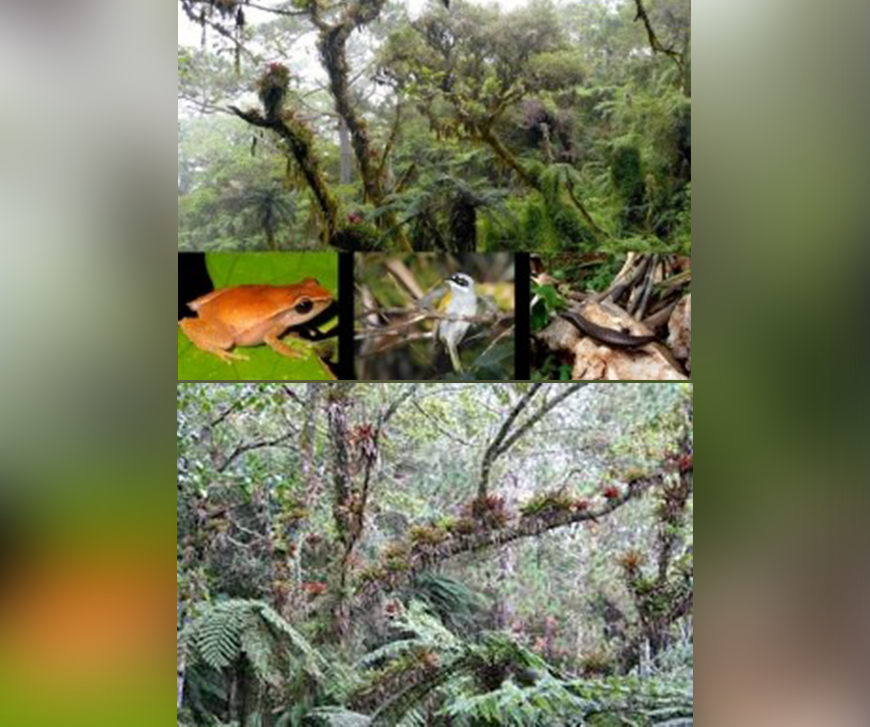 L'UEH appelle  a la sauvegarde des réserves de la biosphère d’Haïti