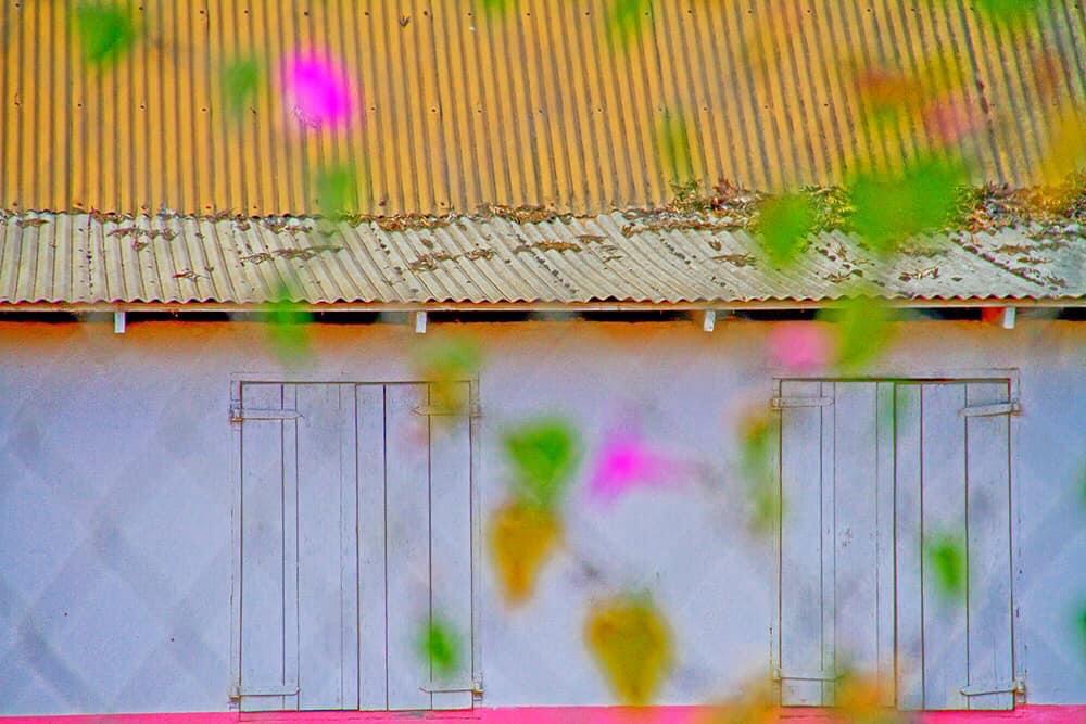 Ayiti, Fleur des Fleurs Caraïbes