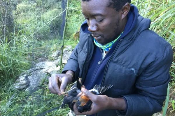 Jean Marry Exantus présente une étude approfondie sur les populations d’oiseaux endémiques d’Haïti