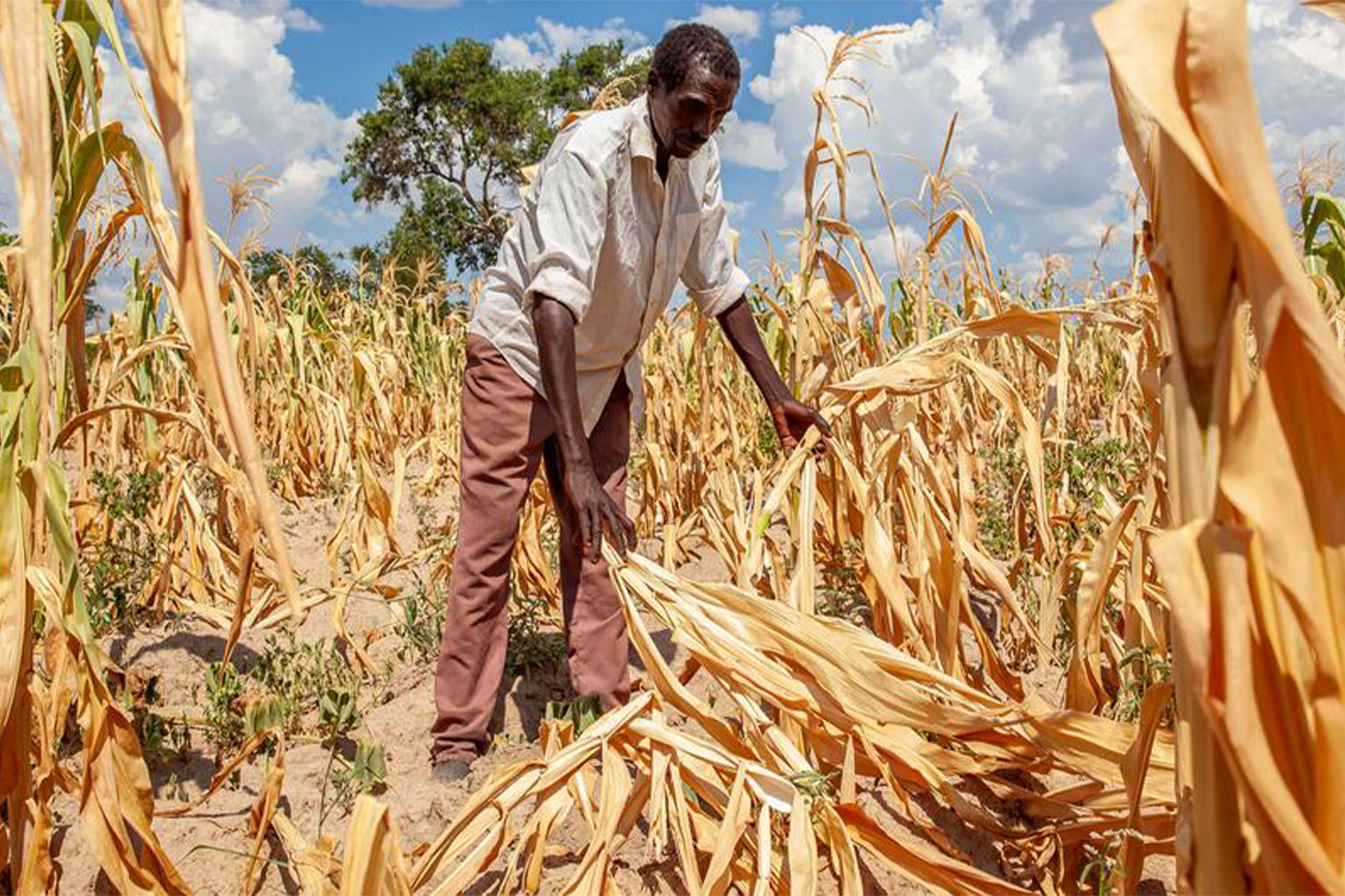 Climat : le retour d'El Niño accroît le risque de phénomènes extrêmes