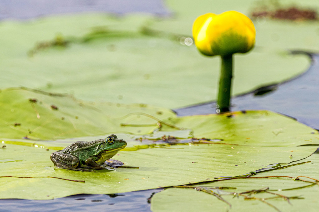 Biodiversité : « Il n’y a pas de planète B. C’est à nous de réparer le monde que nous avons » - dixit Antonio Gutteres