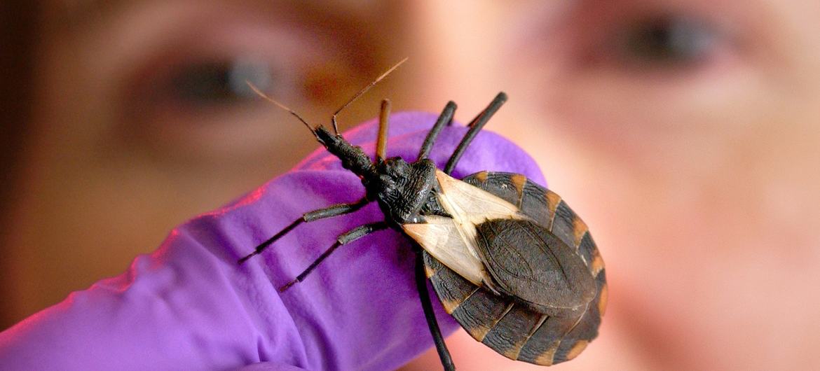 UNITAID appelle à faire de Chagas une maladie du passé