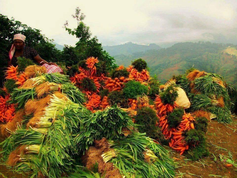 Abondance sur Ayiti