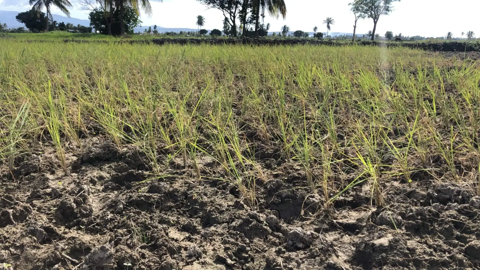 l'insécurité empêche la production agricole dans certaines régions du pays