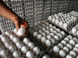 Fermeture de la frontière : le défi de la production d'œufs en Haïti