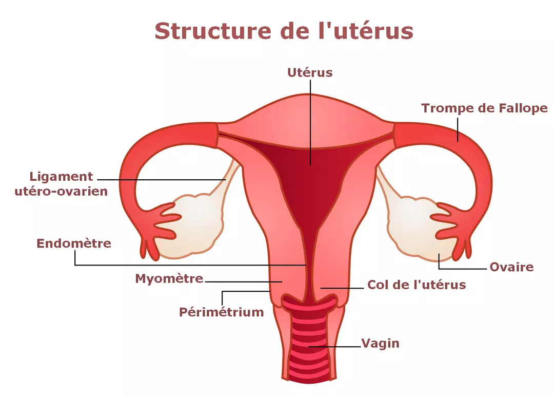 Les partenaires mondiaux saluent les progrès accomplis vers l’élimination du cancer du col de l’utérus, tout en soulignant les défis à relever