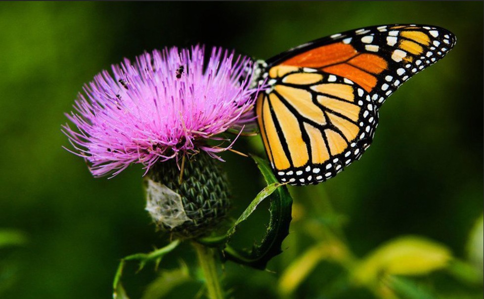 La biodiversité : Qu'est-ce que c'est et comment la protéger ?