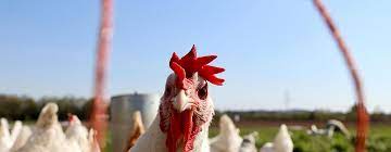 Aucun signe de propagation de la grippe aviaire H5N1 entre humains, selon le chef de l'OMS