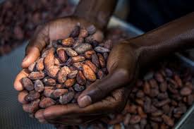 Atelier sur la relance de la filière cacao en Haïti