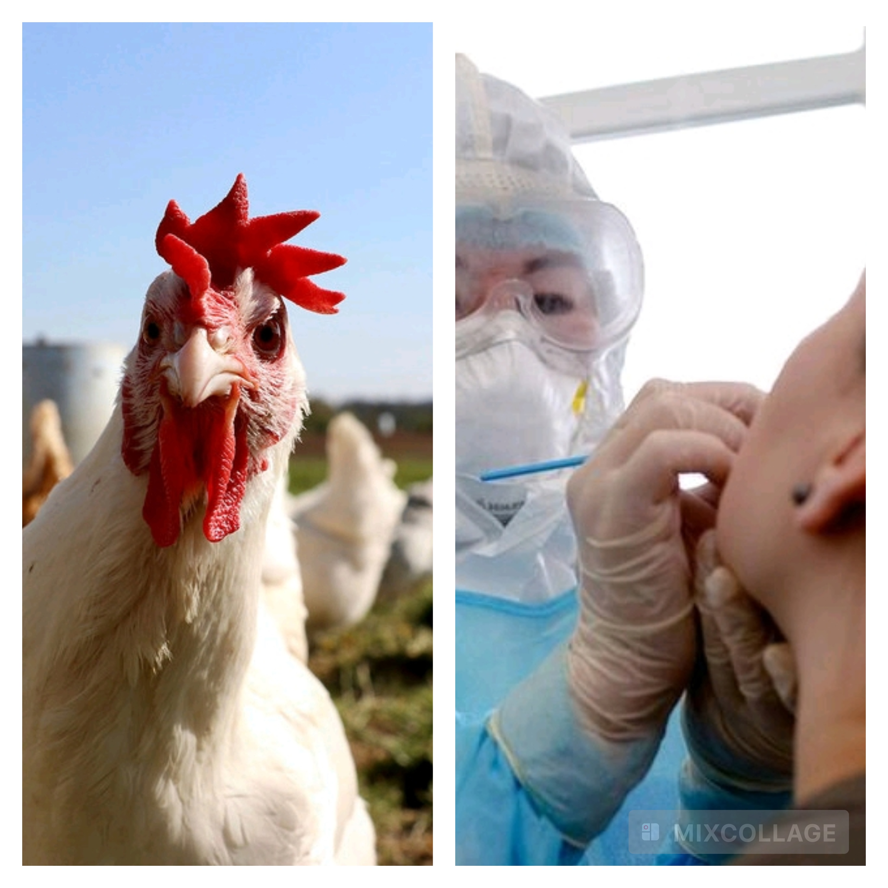 L’OMS rassure sur le métapneumovirus circulant en Chine et la grippe aviaire aux États-Unis