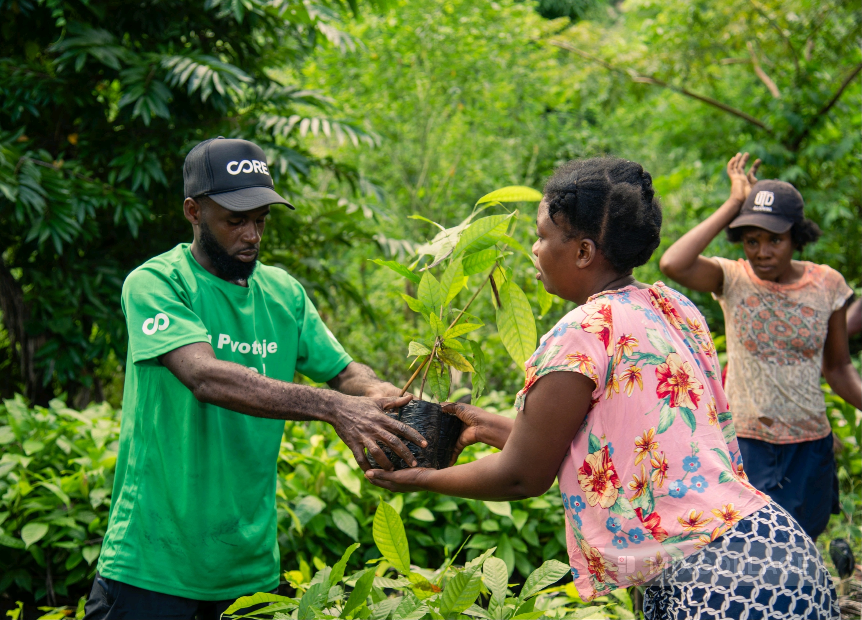 CORE : Un projet écologique et économique pour la protection des mangroves et la lutte contre l'érosion en Haïti