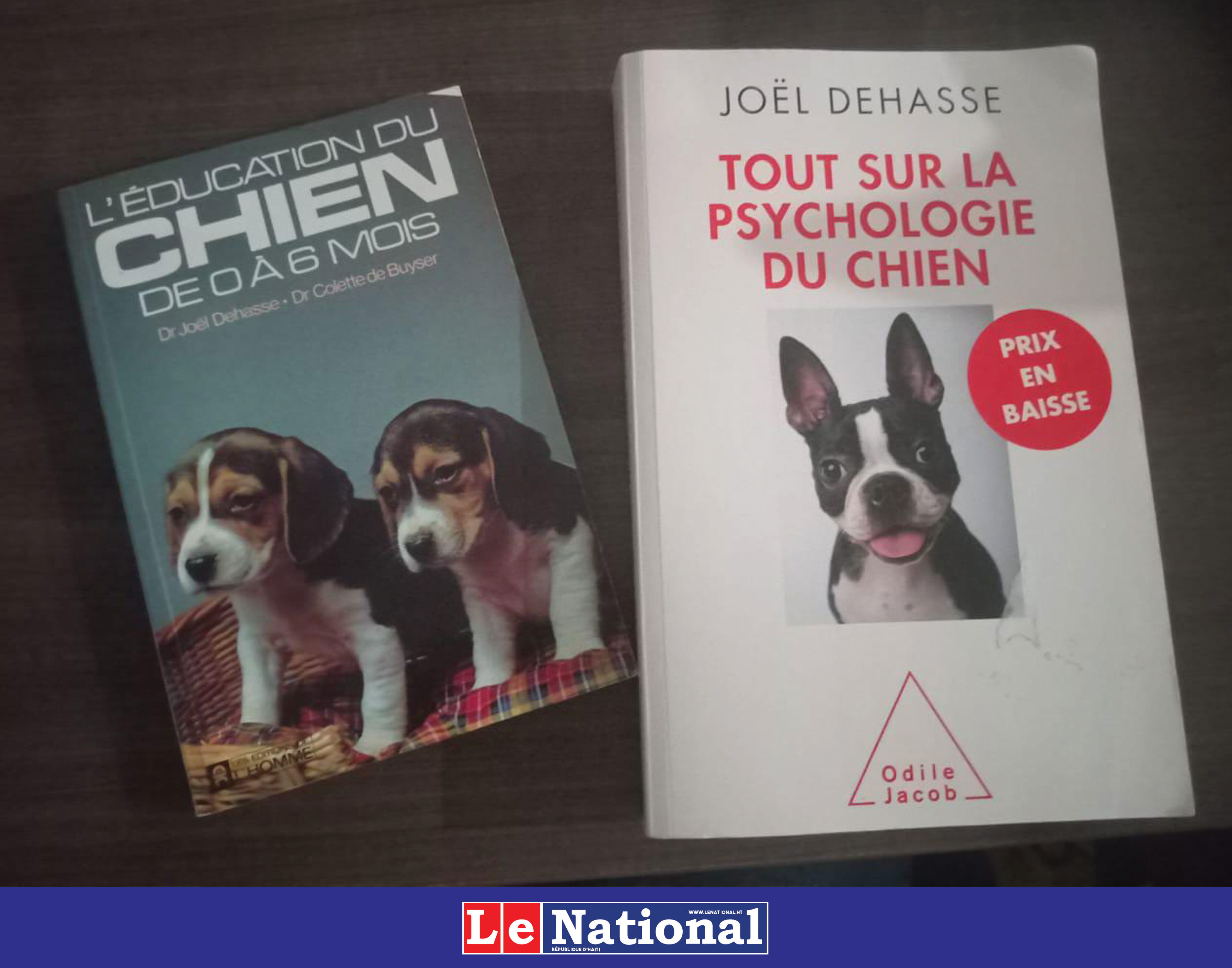 Les chiens comme miroir de la société haïtienne ? 