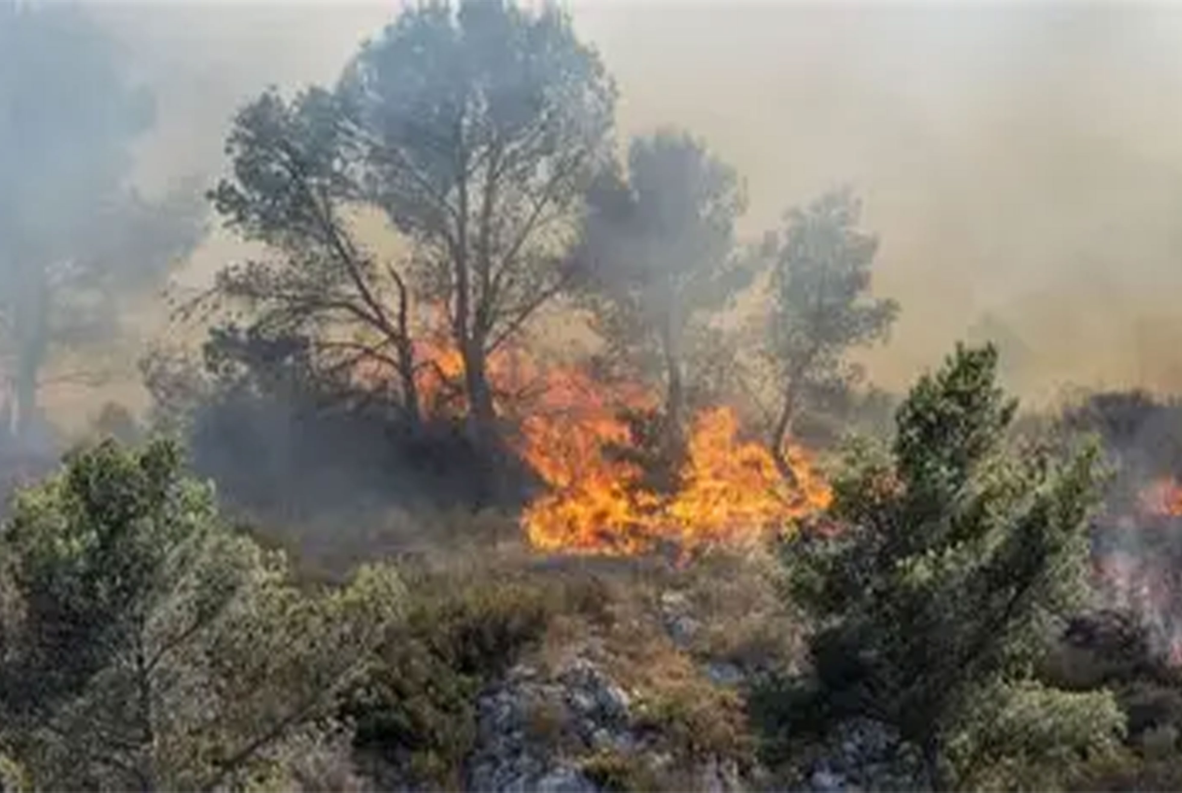 Incendies de forêt