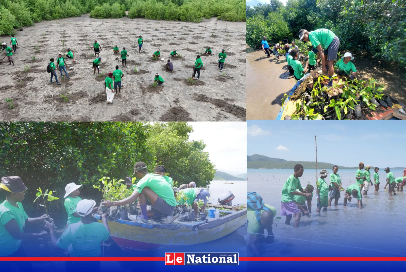 Restauration de 24 hectares de mangroves à Baradères et Petit-Trou-de-Nippes par CORE dans le cadre du projet EbA4
