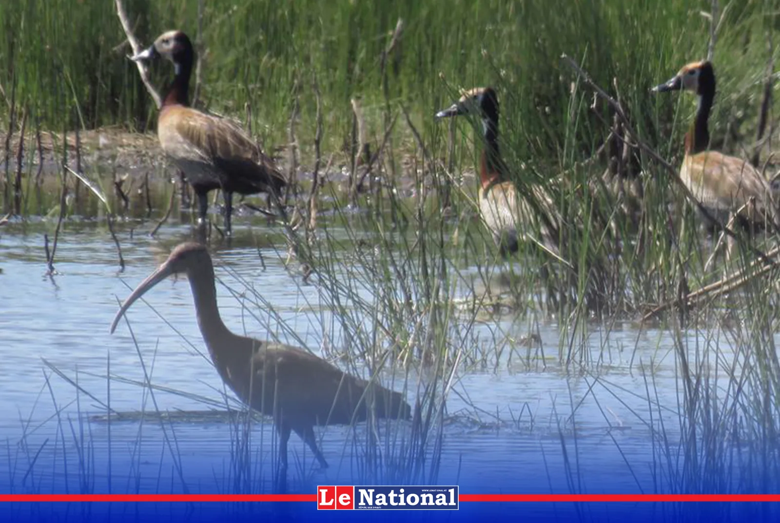 La nature en péril : Guterres réclame un sursaut mondial